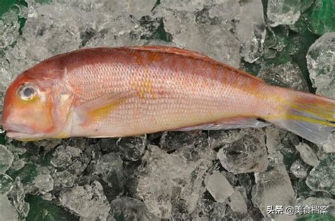 什麼魚|我們常吃的33種海魚名稱和圖片大全，你認識多少種、。